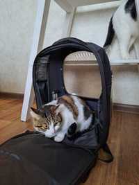 Переноска рюкзак для кошек Xiaomi Petkit