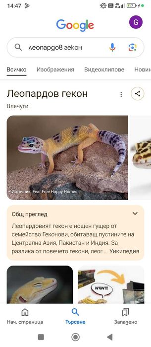 Леопардов   гекон