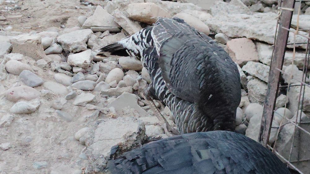 Kurkalar sotiladi yirik zotli kurkalar