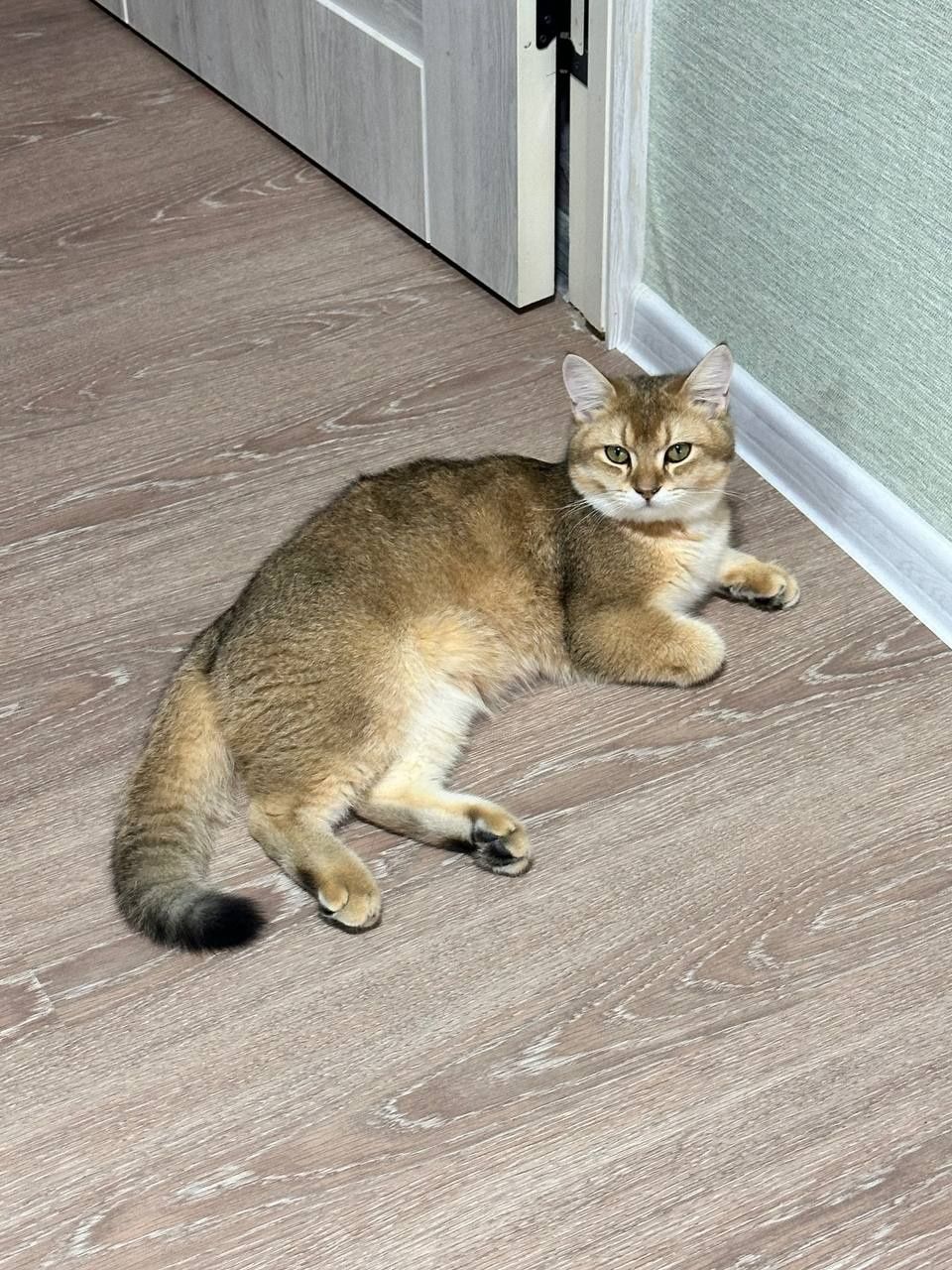 Золотая шиншилла