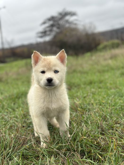 Mascul husky siberian!