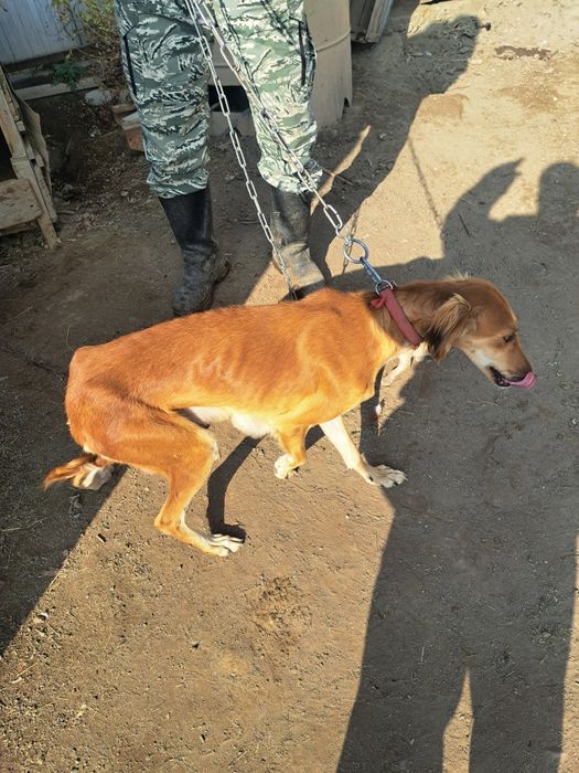 Тазы күшіктер щенки таз