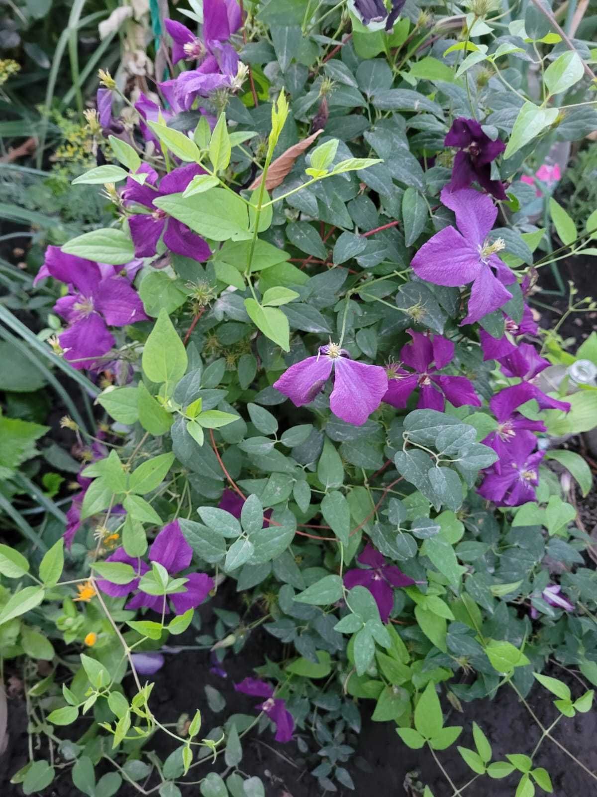 Клематисы, красиво цветущая садовая лиана
