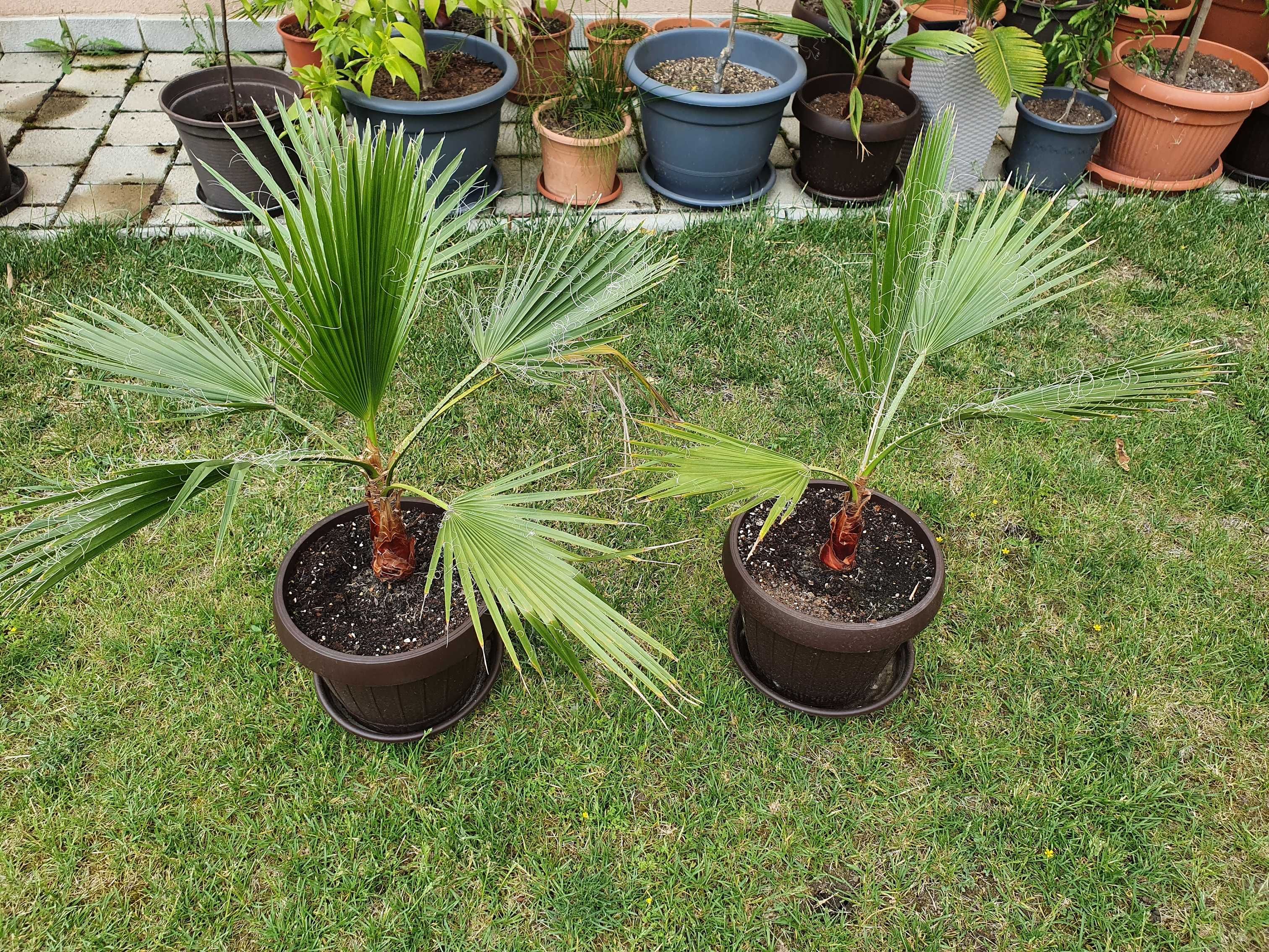 Palmieri Washingtonia