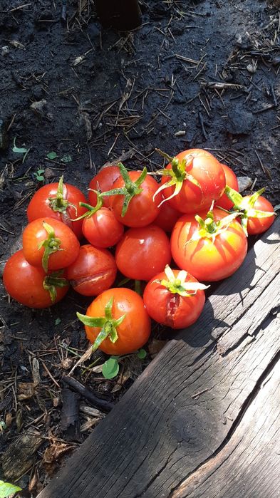 Помогу по дому и приусадебному участку