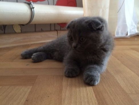 Срочно продам алисентного котенка мальчик скотиш фолд
