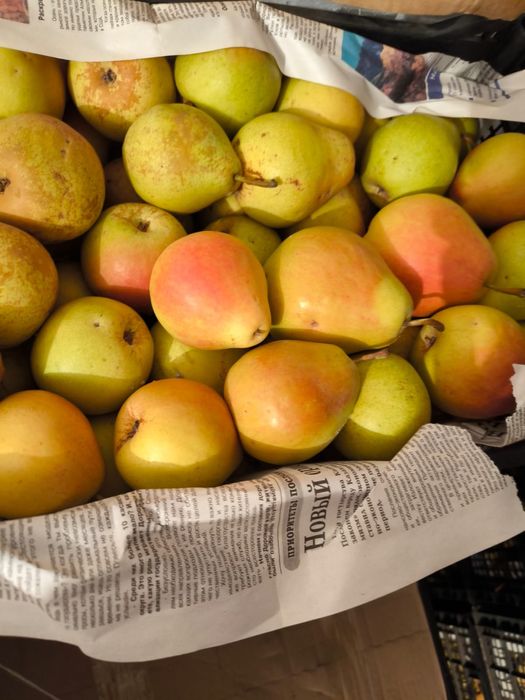 Продам груши оптом