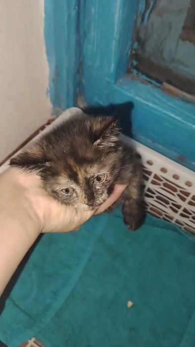 Котенку нужен дом! срочно!