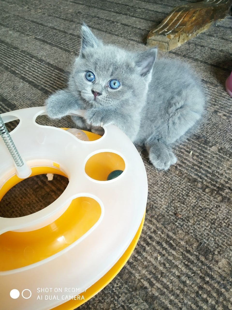 Продаются котята Британцы