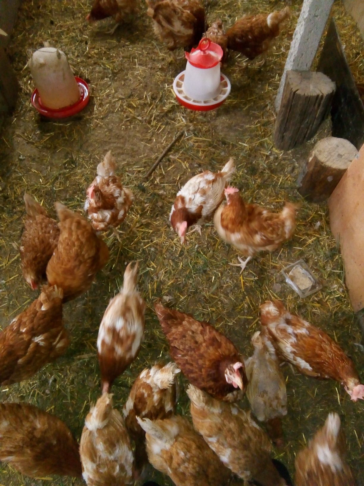 Găini ouătoare sau de consum