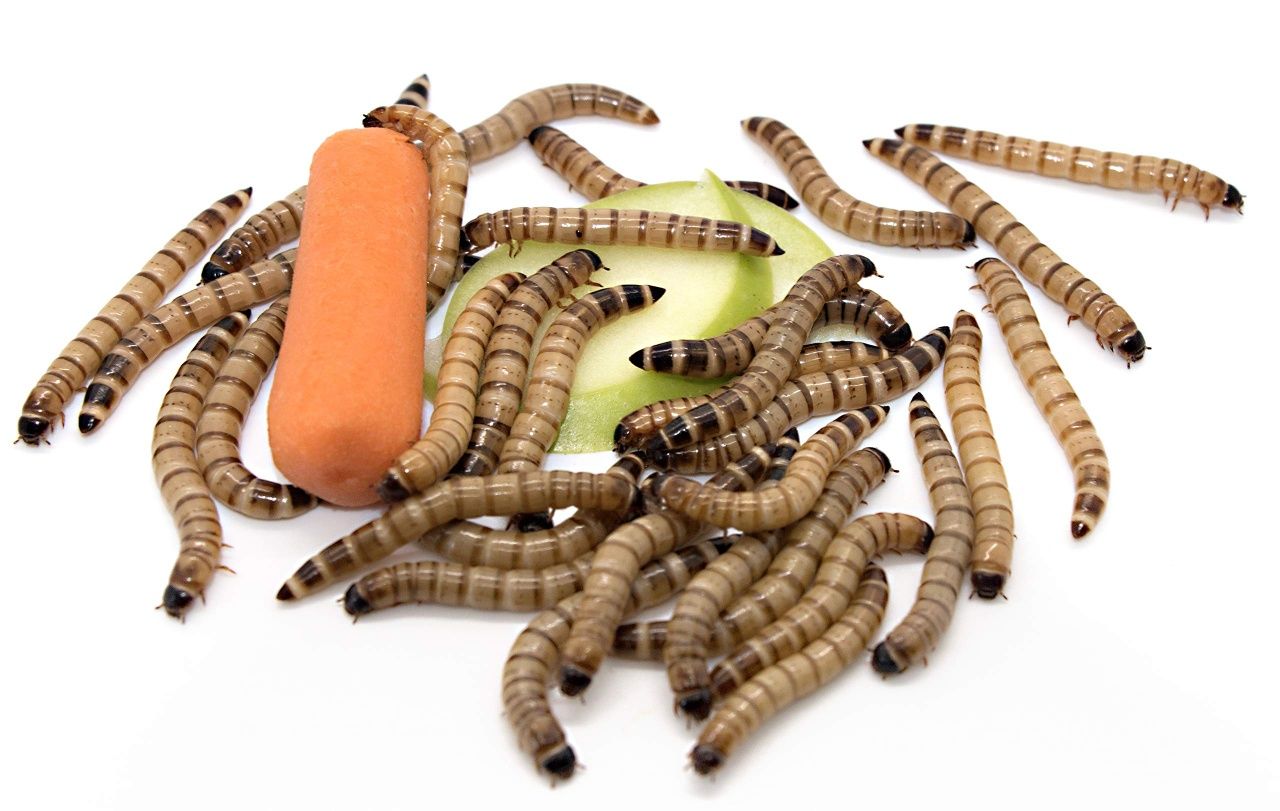 Superworms ,Hrana vie, momeala viermi