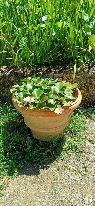 Изграждане и поддръжка на градини