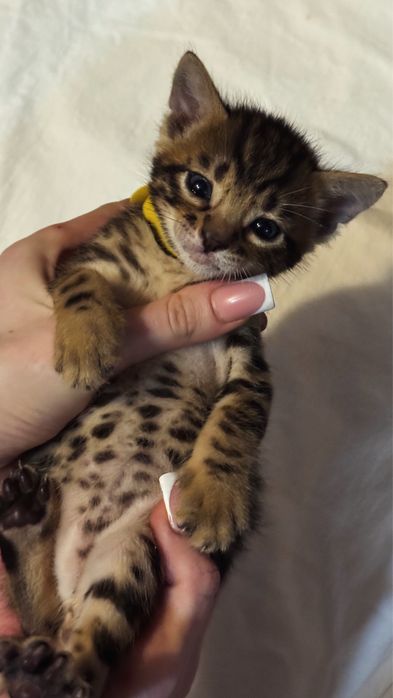 бенгальские котята