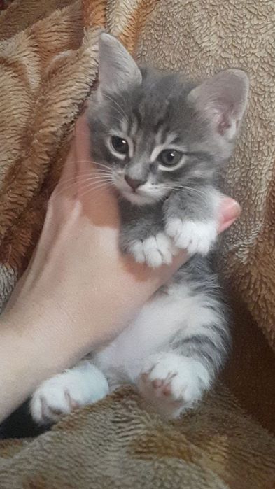 Котята в заботливые руки