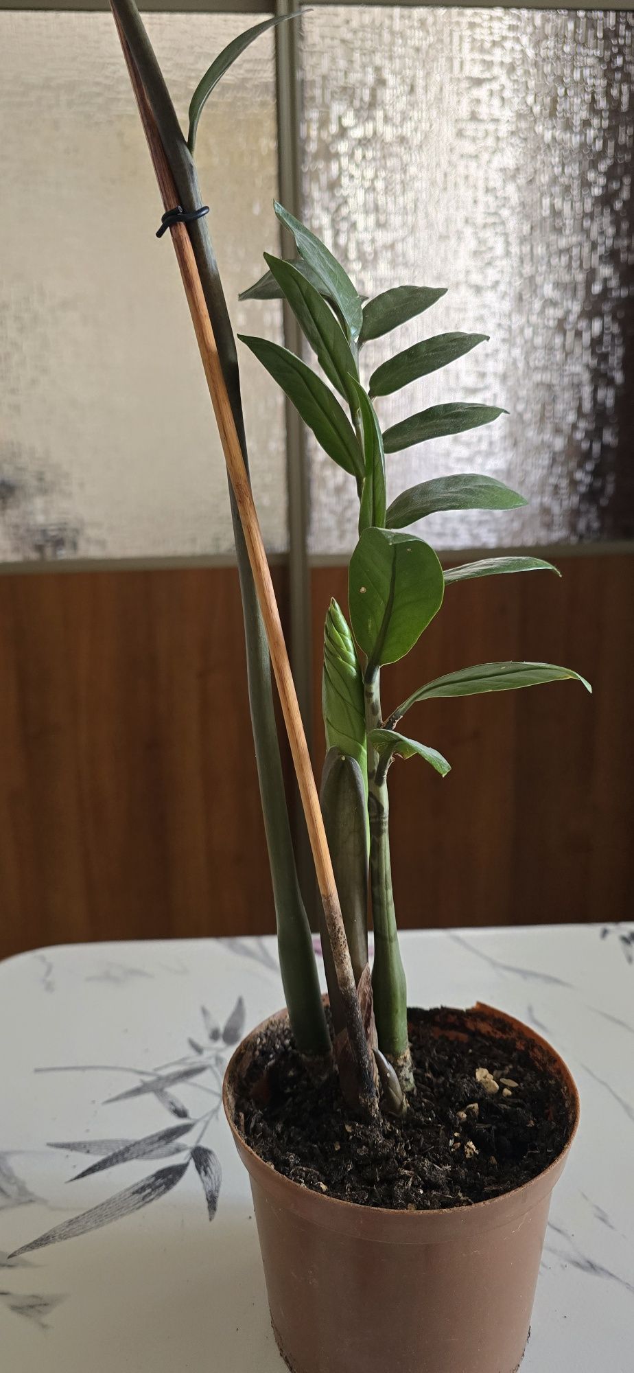 Продам замиокулькас