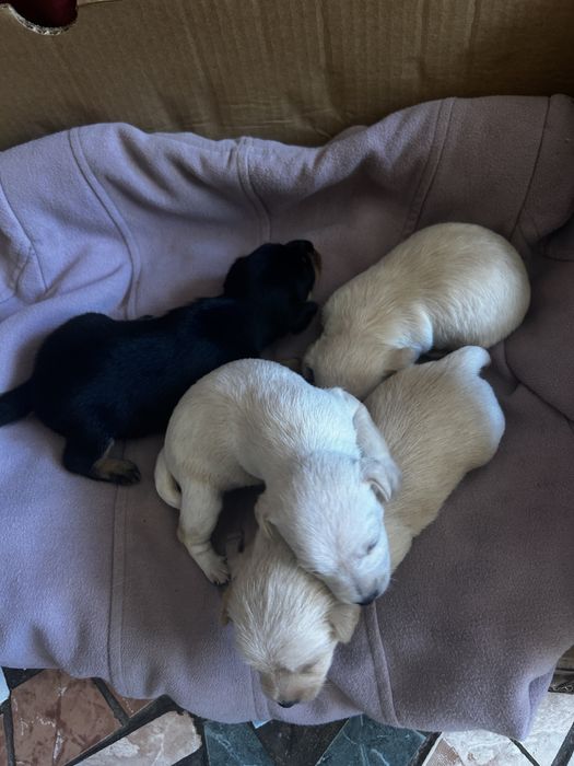 ПОДАРЯВАМ кучета 2 женски 2 мъжки