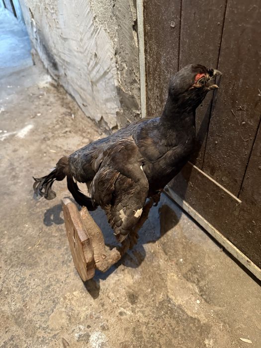 Продавам препариран глухар