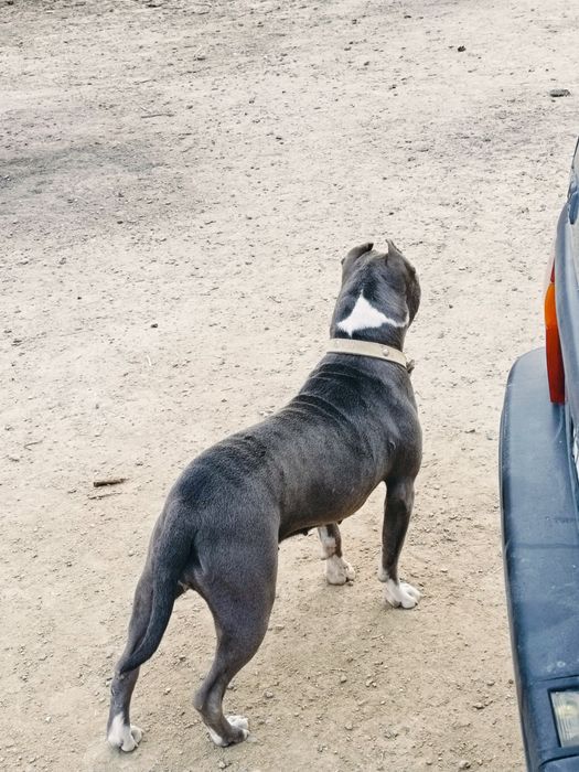 Сатылады пидбуль стаффорд