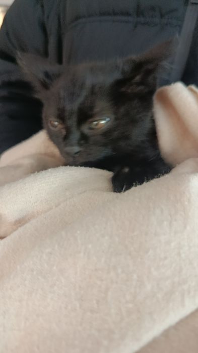 Ищем дом для котёнка