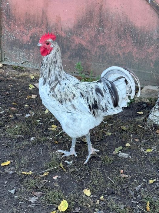 Cocosi Australorp 7 luni