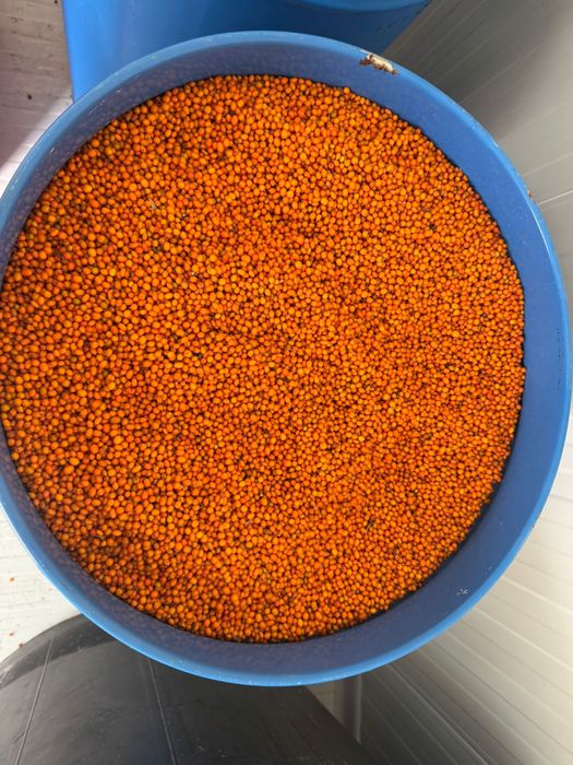 Catina congelata-Cultura bio