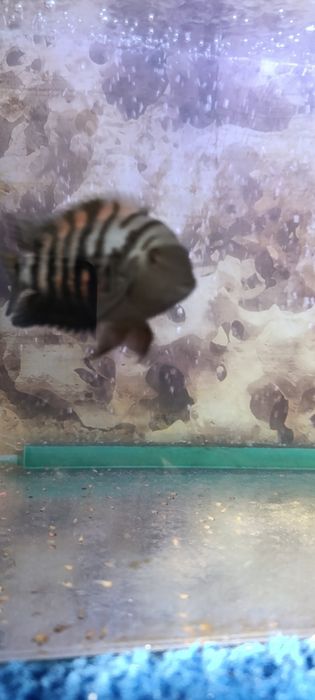 Рибки бебета американски цихлиди.