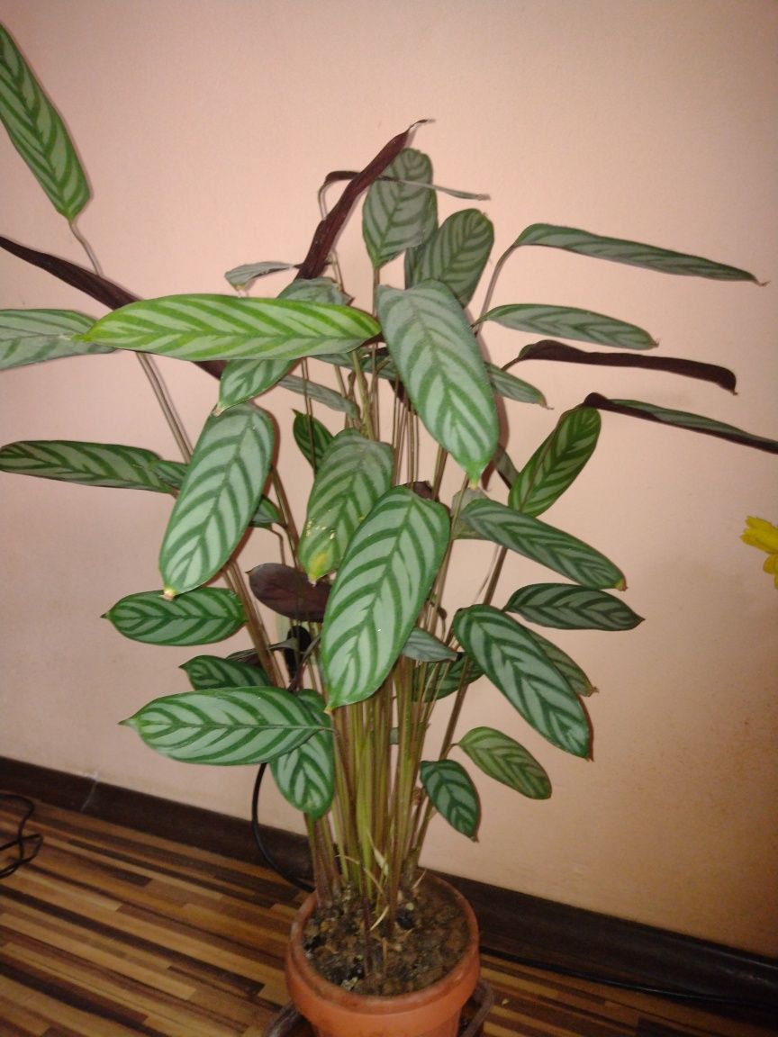 Calathea Oppenheimiana - planta care se roaga
 care se roaga