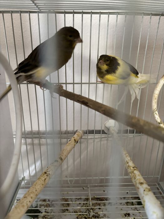 Canari de colorit