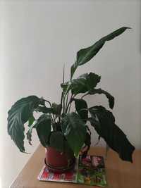 Vand plante, Crinul Pacii 60 si 30cm/h