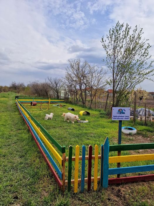 Cazare Pensiune canină /animale de campanie