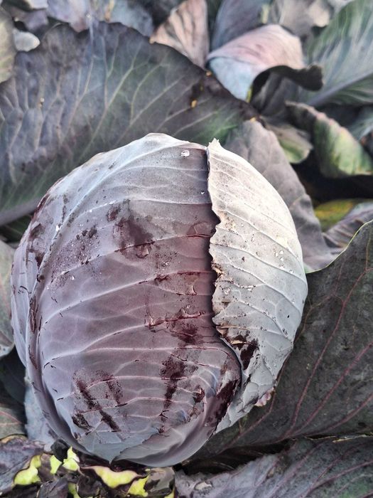 Varza rosie  de pastrare