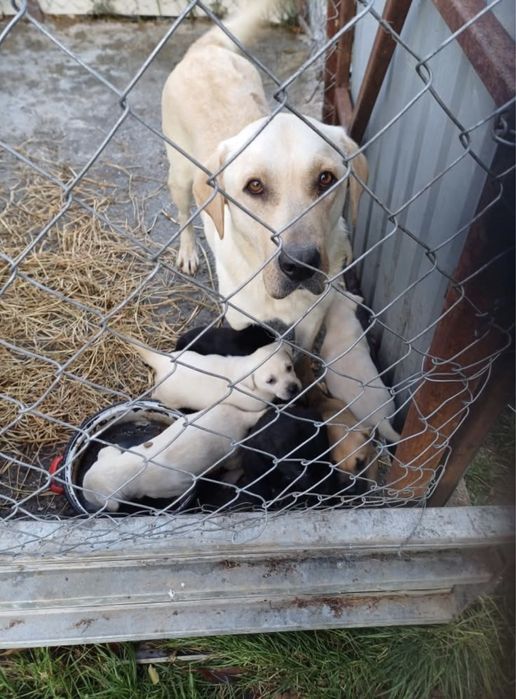 Donez doi puiuti masculi labrador