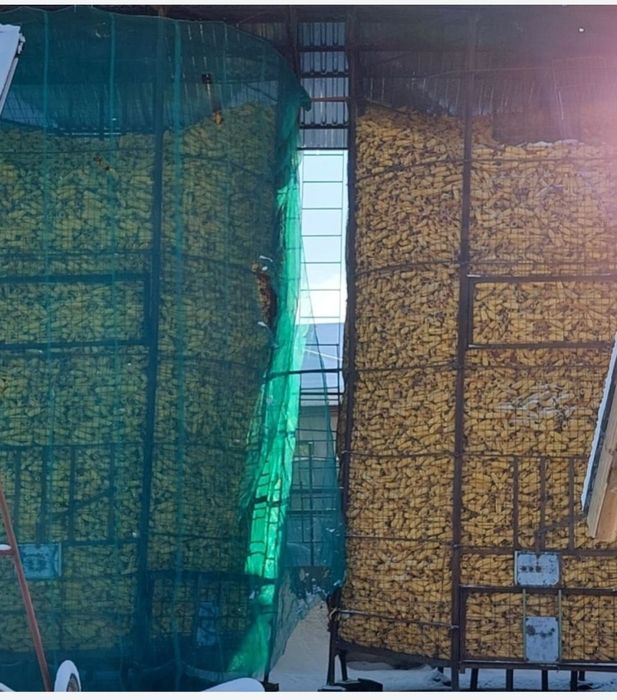 Vând porumb știuleți