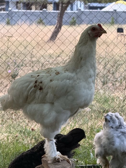 Цыплята, куры крупных пород