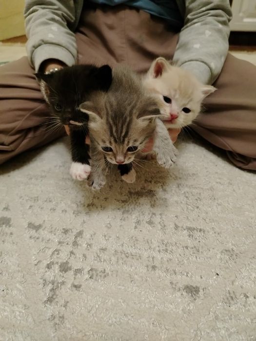 Отдам котят в добрые руки