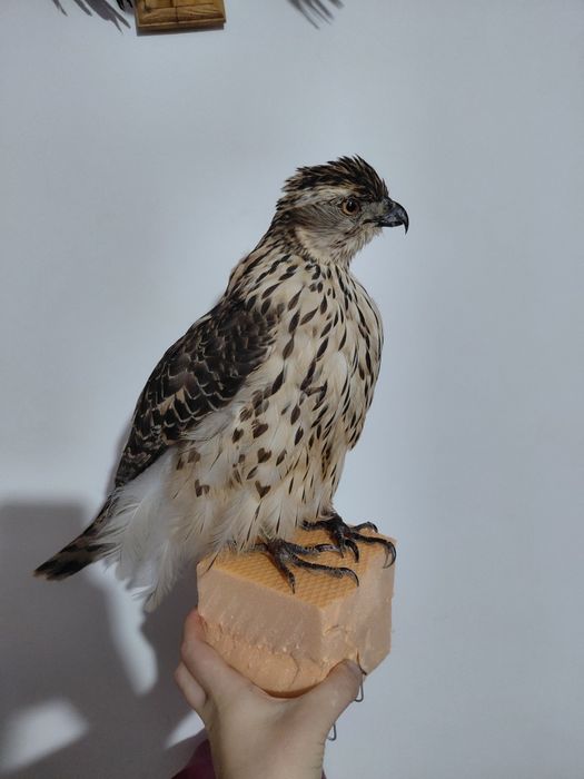 Uliu impaiat taxidermie U3