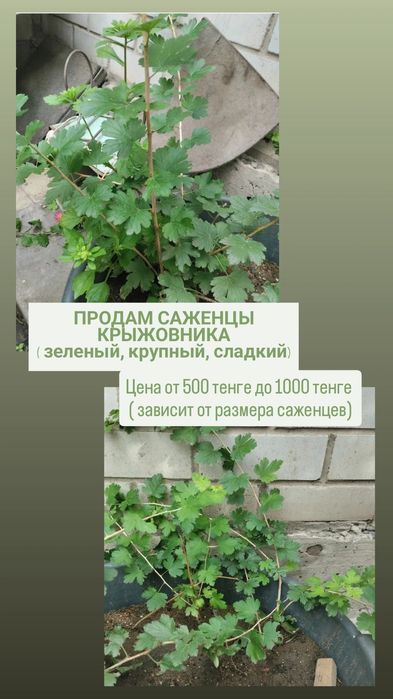 Продам саженцы КРЫЖОВНИКА