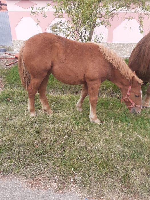 Vand manza de 8 luni
