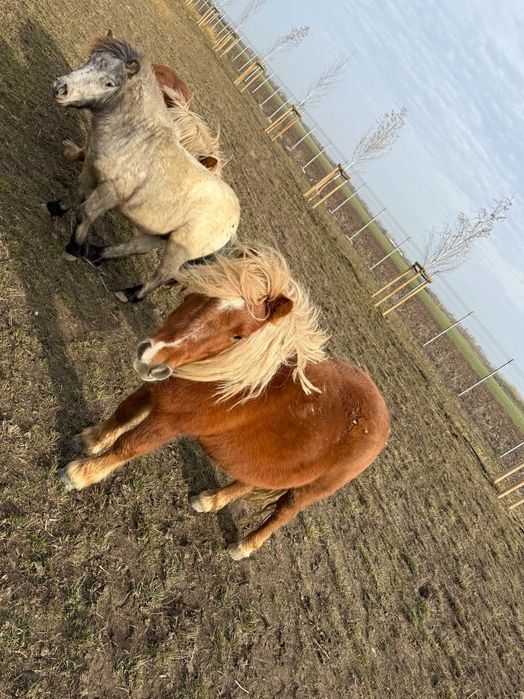 Vand 3 ponei - 2 femele si 1 mascul