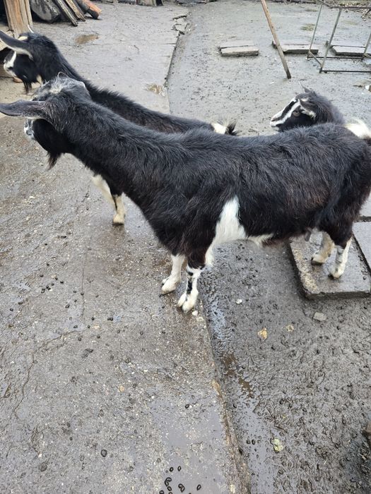 Vând o capră și o iadă de anul trecut !