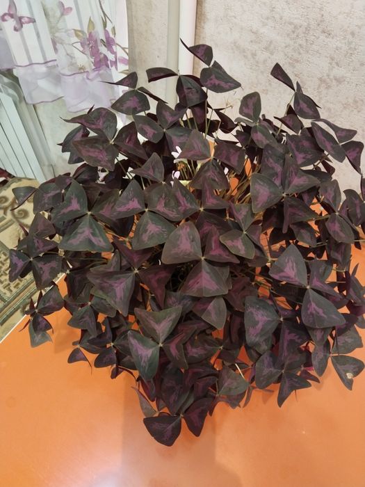 Комнатные растения