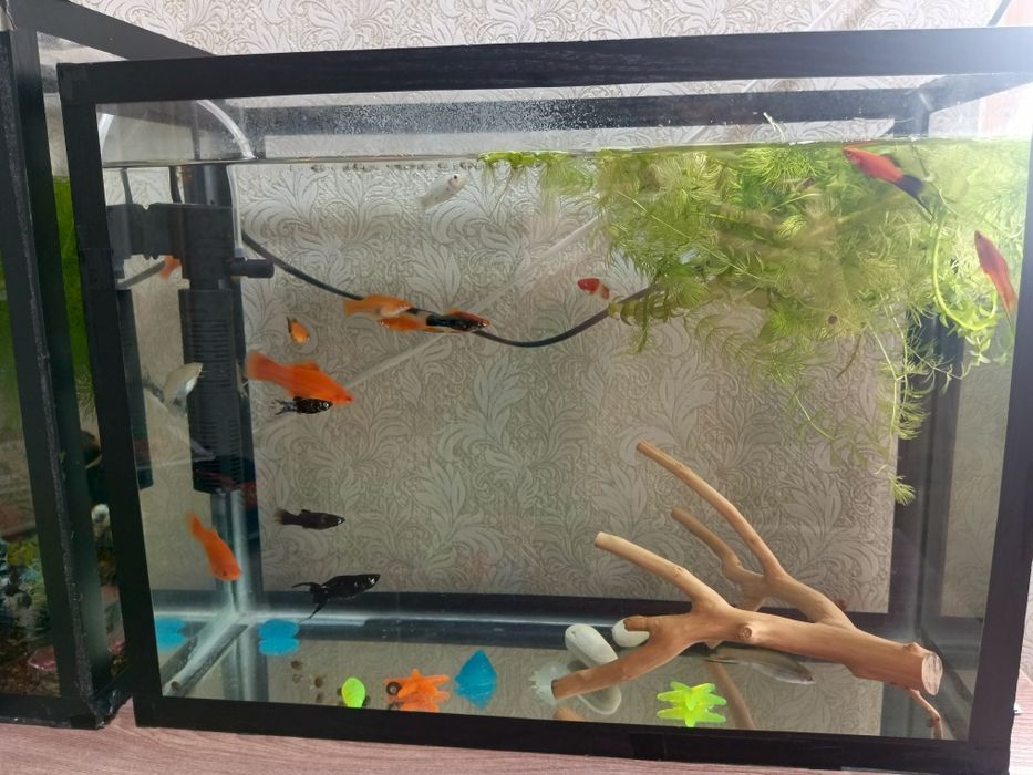 Продам аквариум с рыбками.