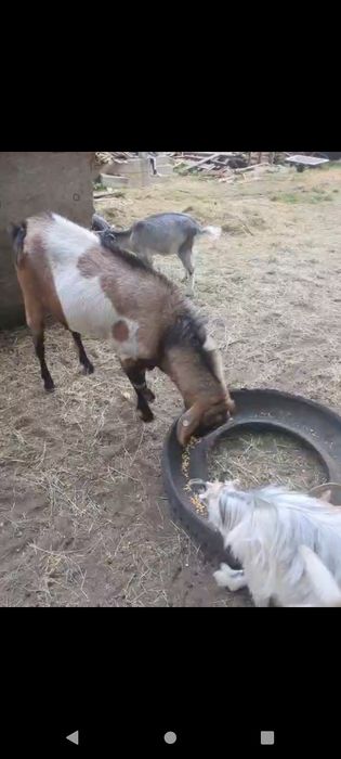 Vând țap de rasă pentru montă sau taiat