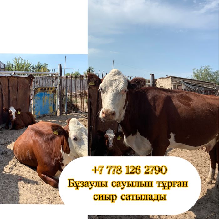 Бұзаулы сауылып тұрған сиыр