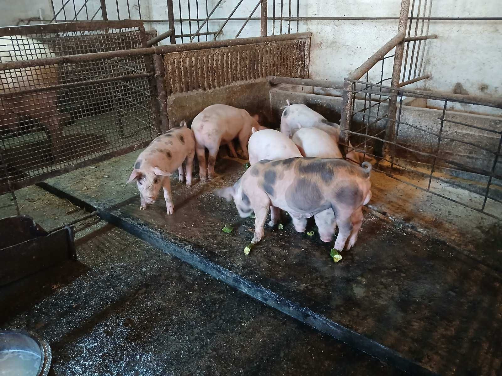 Продавам прасенца