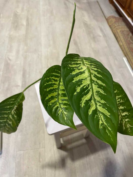 Диффенбахия комнатное растение