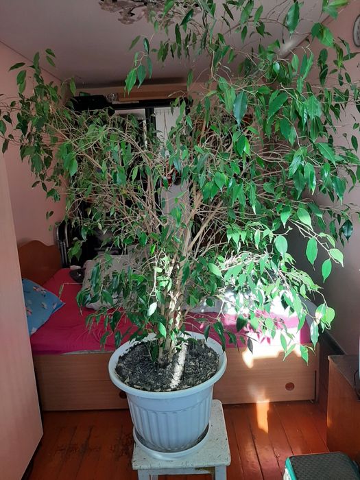 Продам фикус 10лет .