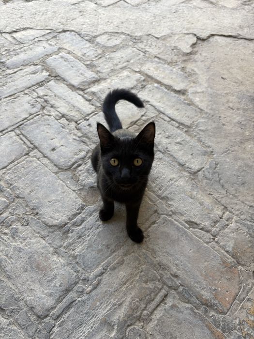 Котята отдам в хорошие руки!!!Домашние  с прививкой!!!