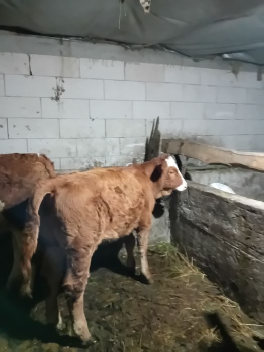 Vand vitea de 4 luni