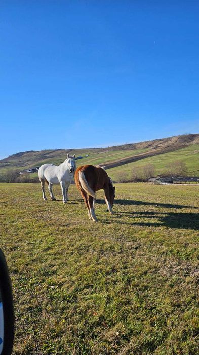 Vând mânz foarte frumos